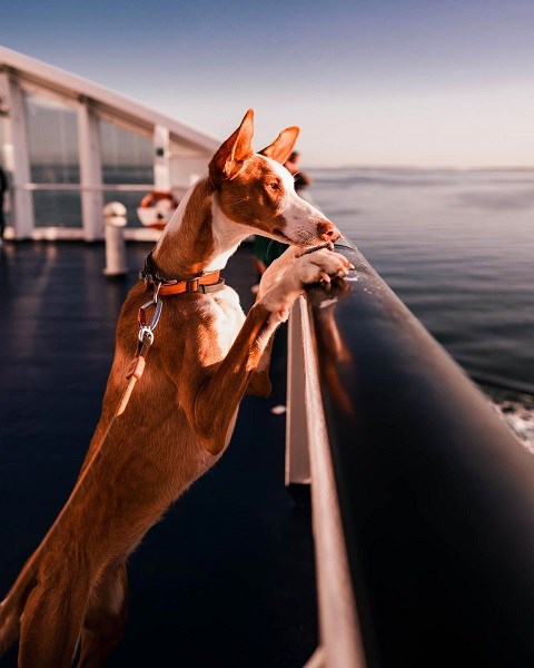 En hund kigger ud over rælingen på en Viking Line færge