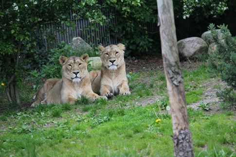 Aalborg Zoo_IMG_7972_ mindst