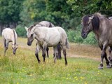 Heste i Bøtø naturområde