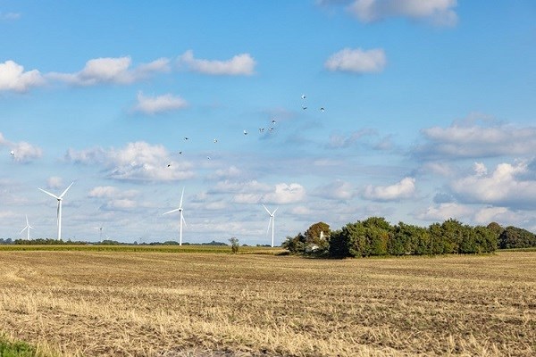 Vindmøller ved Limfjorden